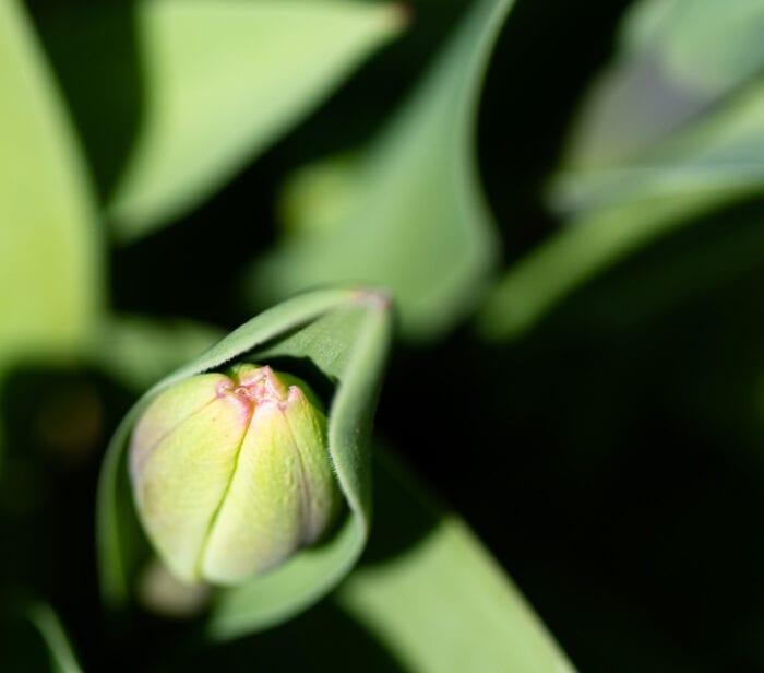 Tulpanknopp Anton Smeets