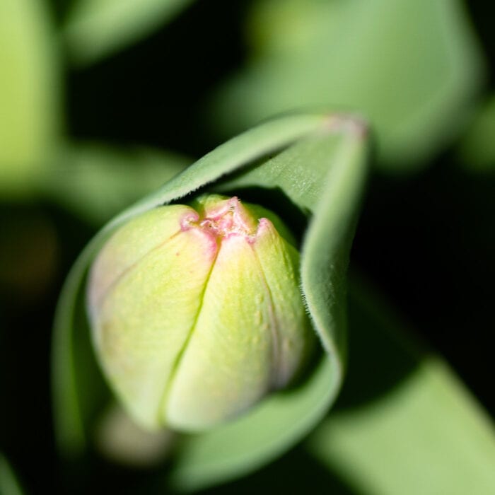 Tulpanknopp Anton Smeets