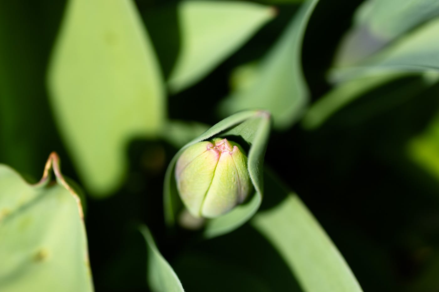 Tulpanknopp Anton Smeets