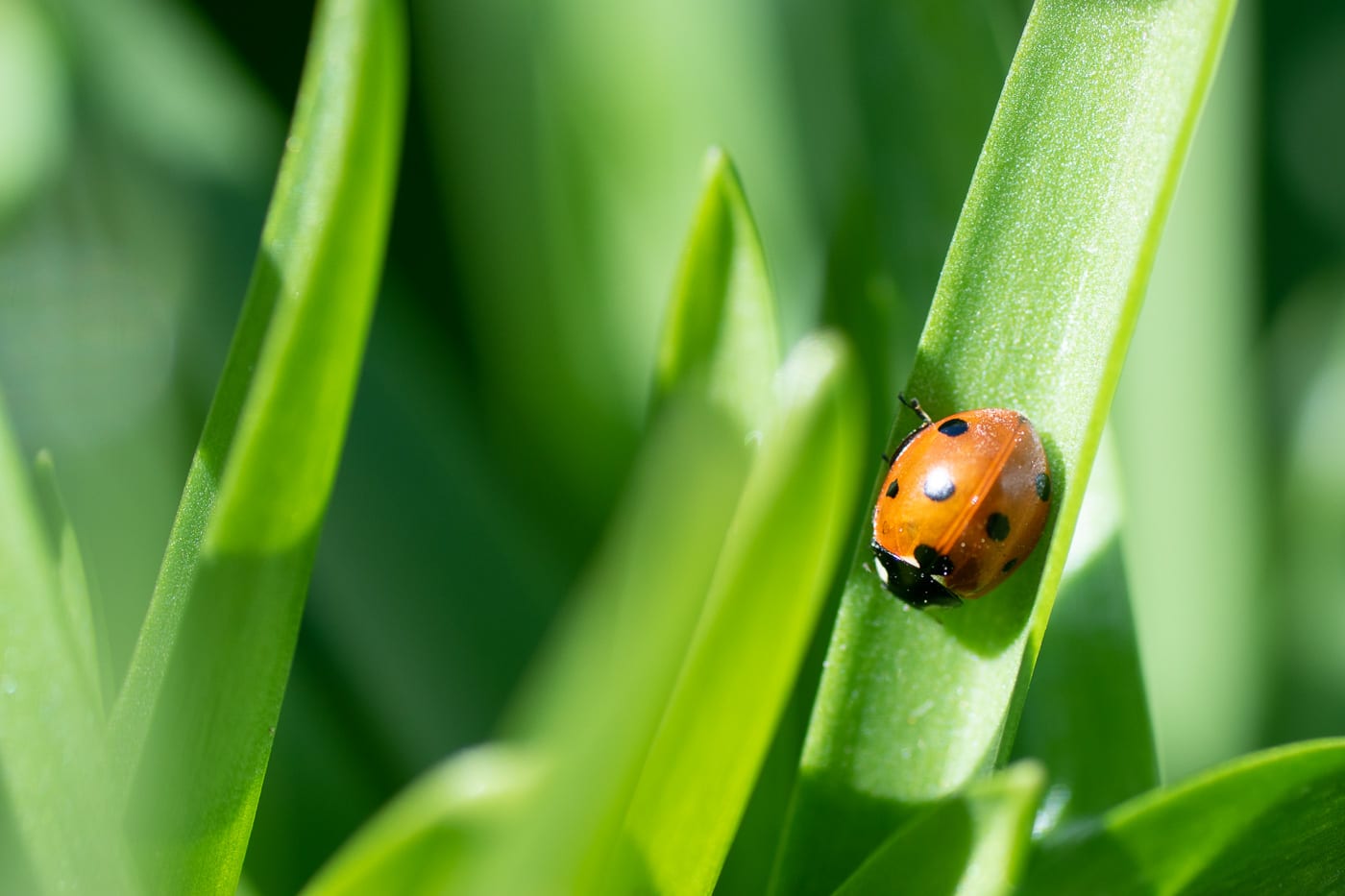 Nyckelpiga Anton Smeets
