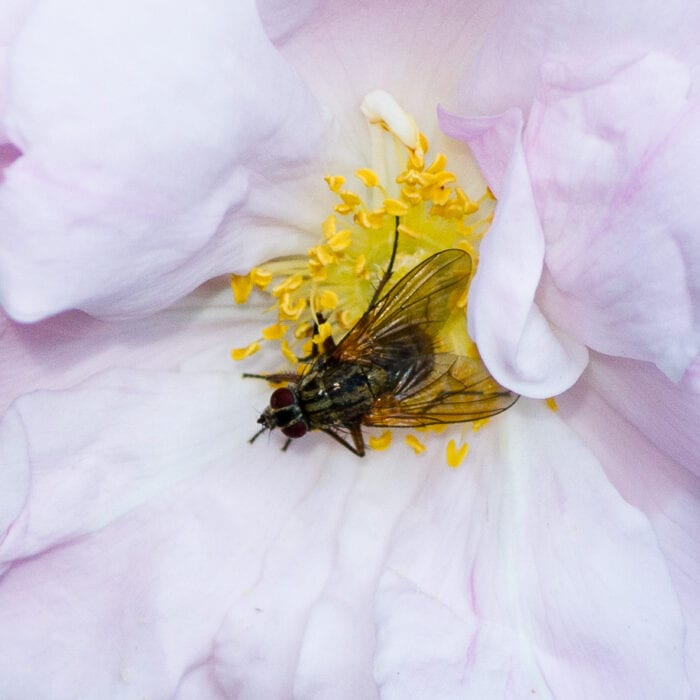 Husfluga Anton Smeets