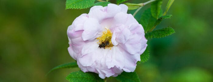 Husfluga Anton Smeets