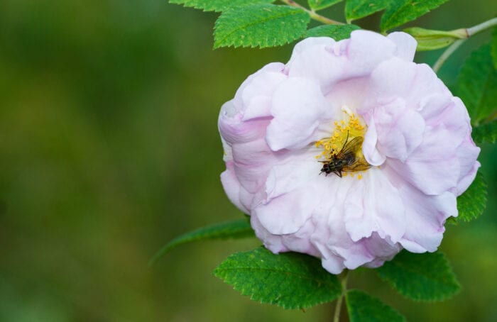 Husfluga Anton Smeets