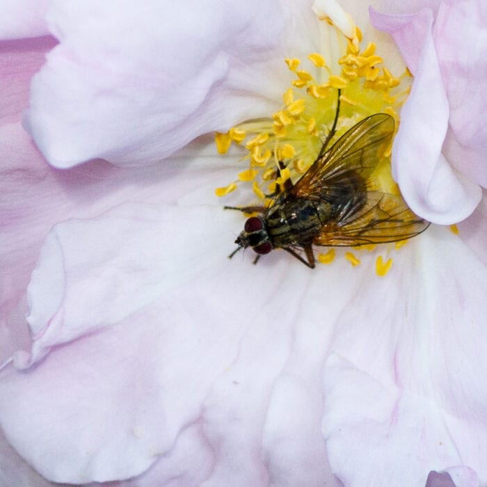 Husfluga Anton Smeets