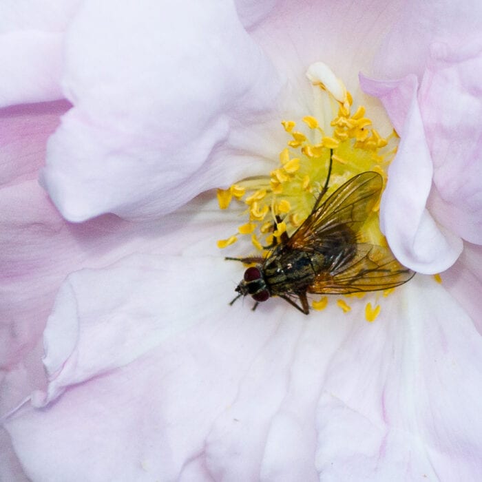 Husfluga Anton Smeets