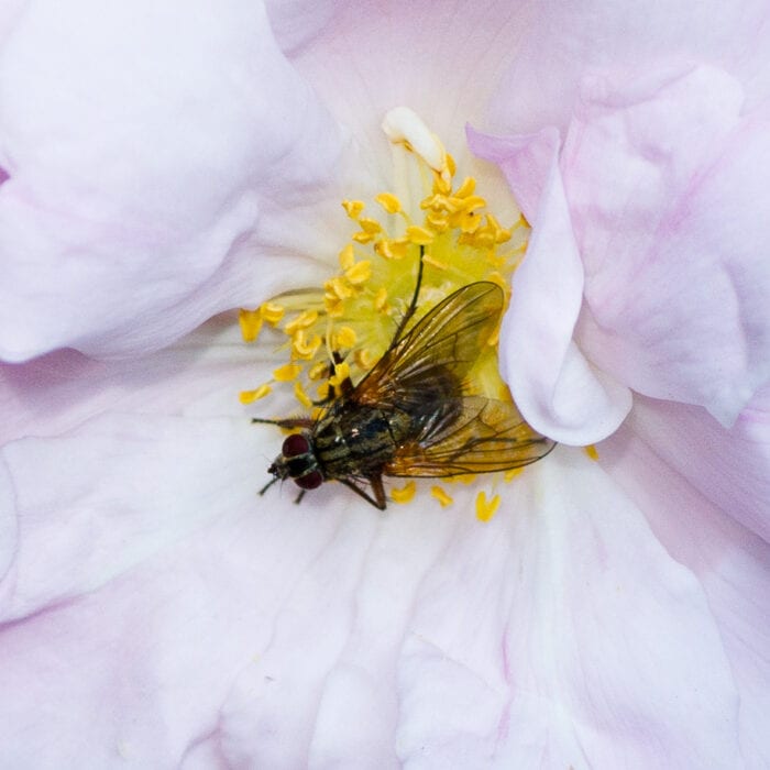 Husfluga Anton Smeets