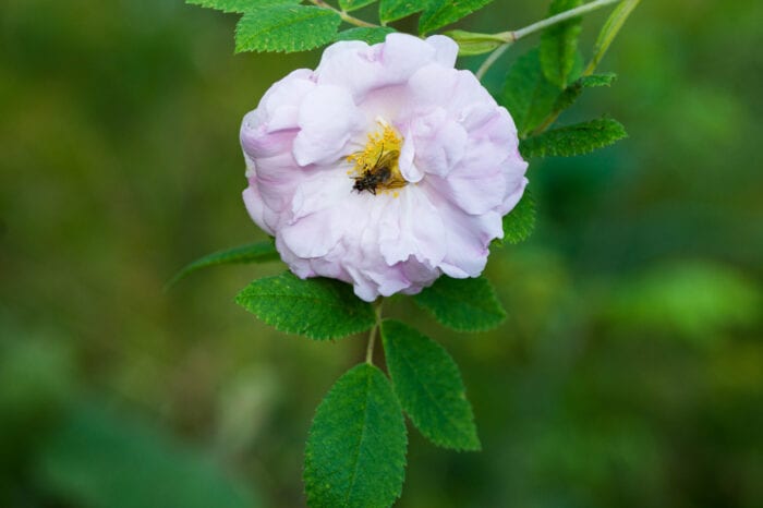 Husfluga Anton Smeets