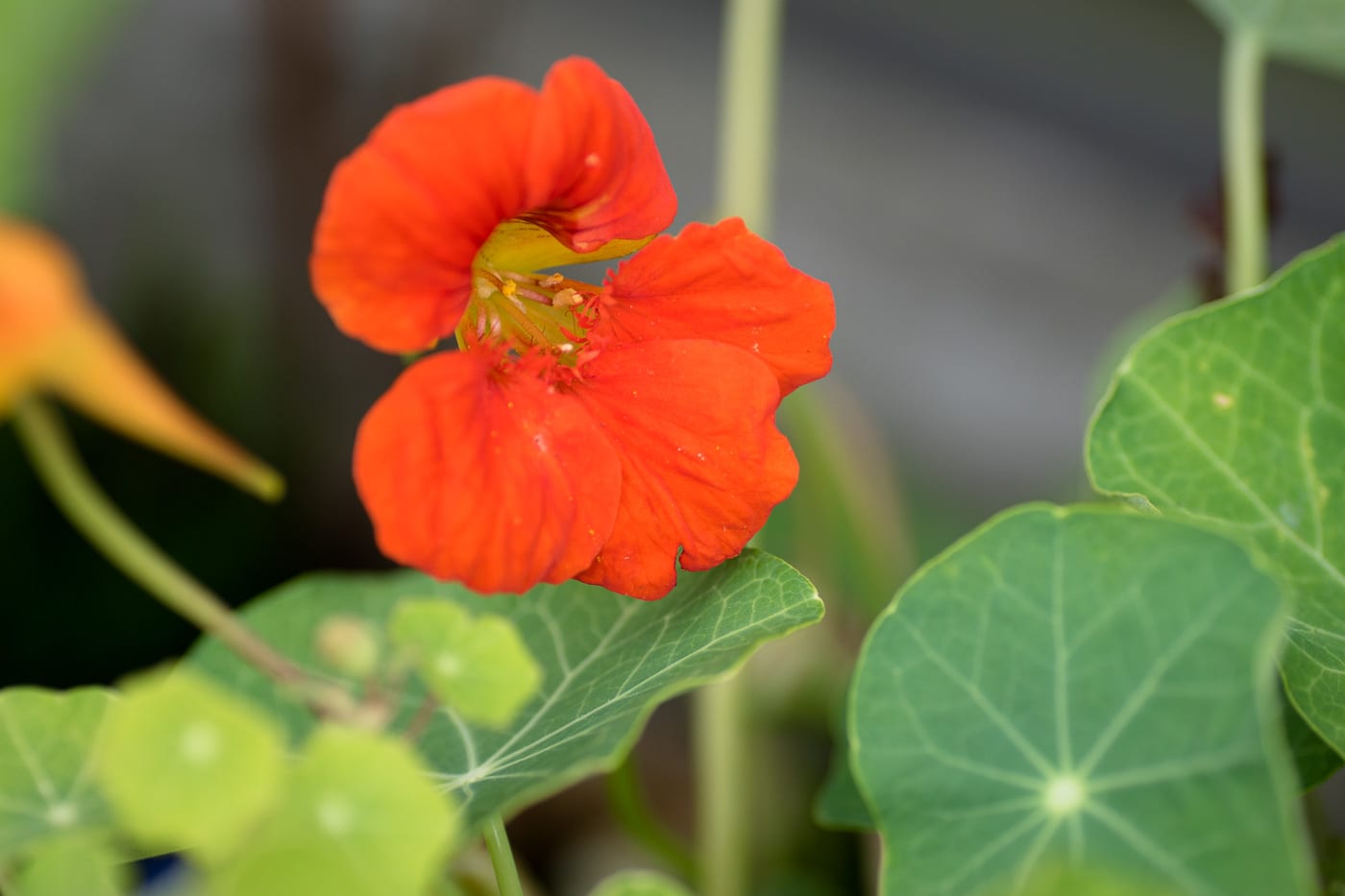 Röd Krasse Anton Smeets