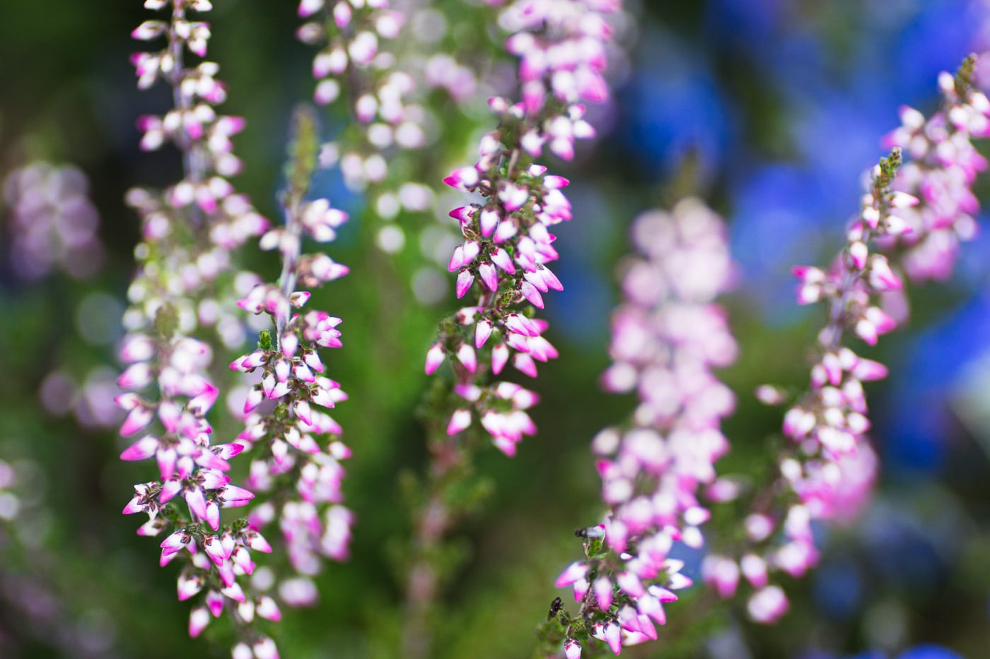 Höstljung Anton Smeets