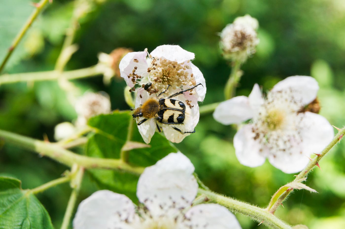 Humlebagge Anton Smeets