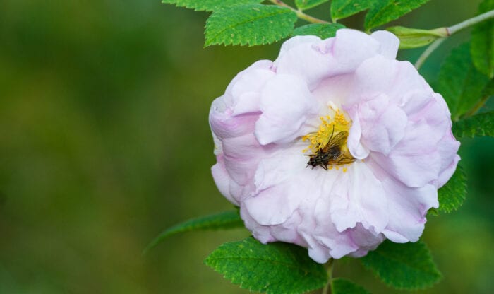 Husfluga Anton Smeets