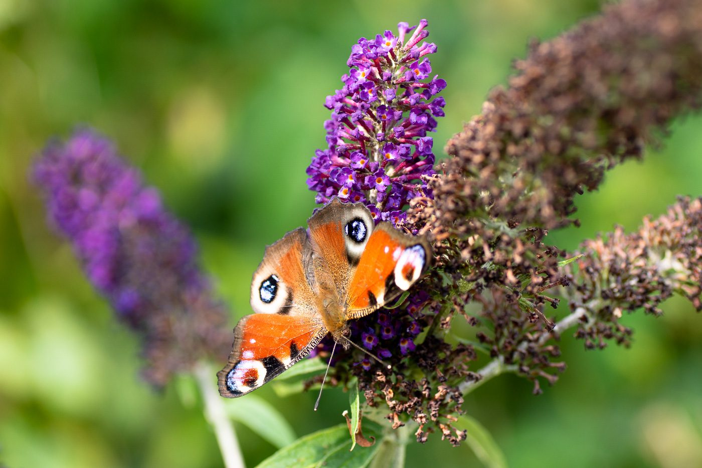Påfågelöga Anton Smeets