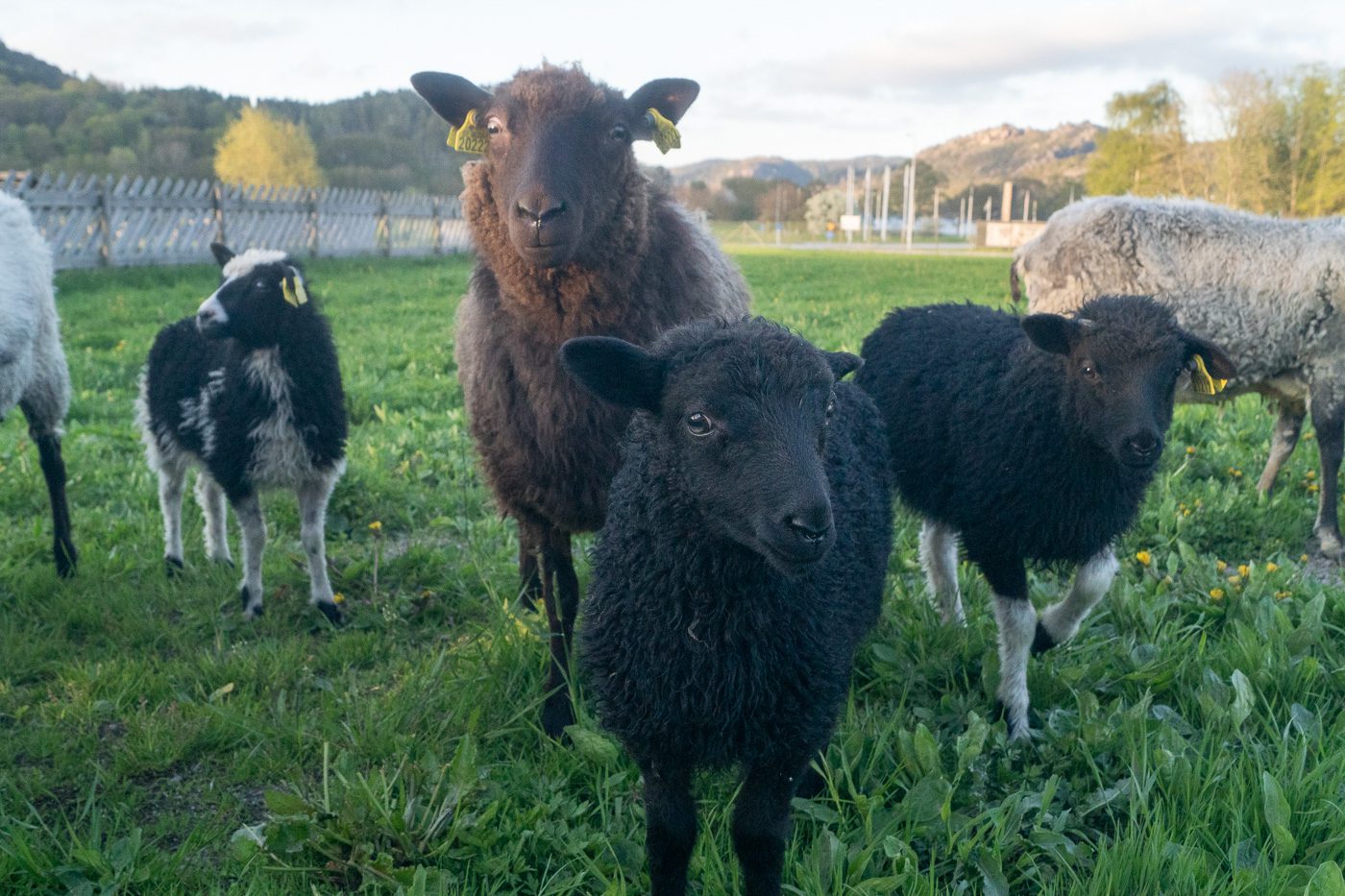 Gutefår Anton Smeets