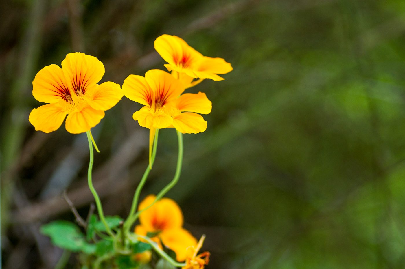 Blomsterkrasse Anton Smeets