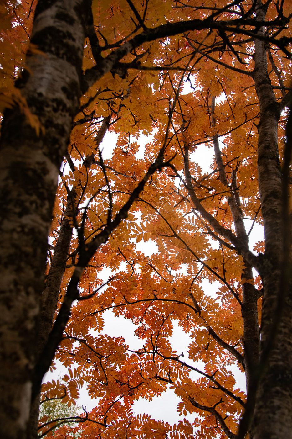 Höstträd Anton Smeets