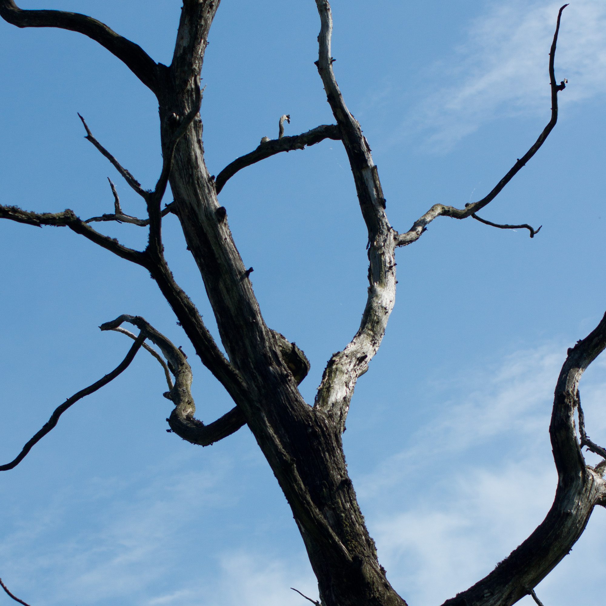 Trädgren Anton Smeets