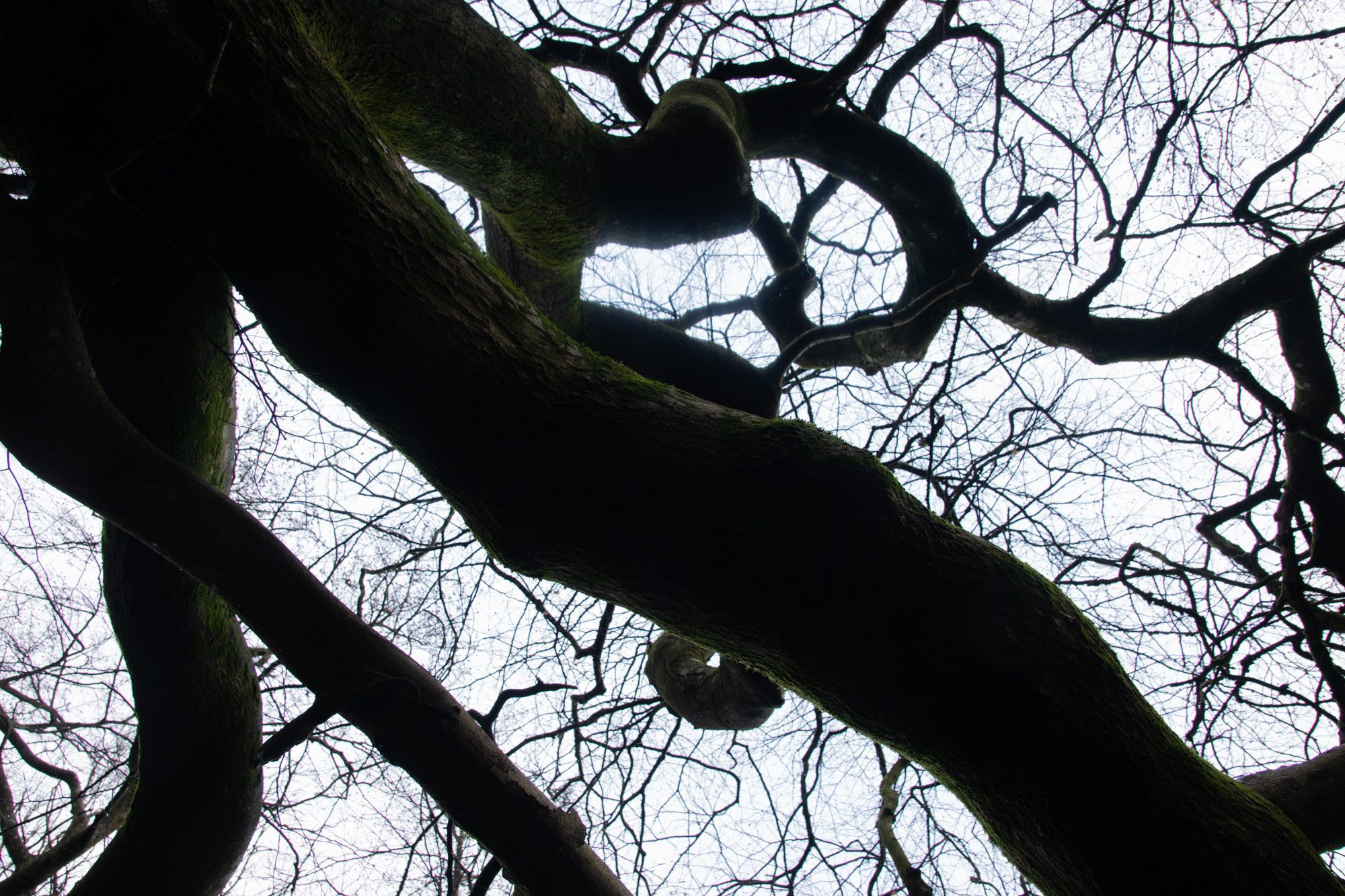 Trädgrenar Anton Smeets