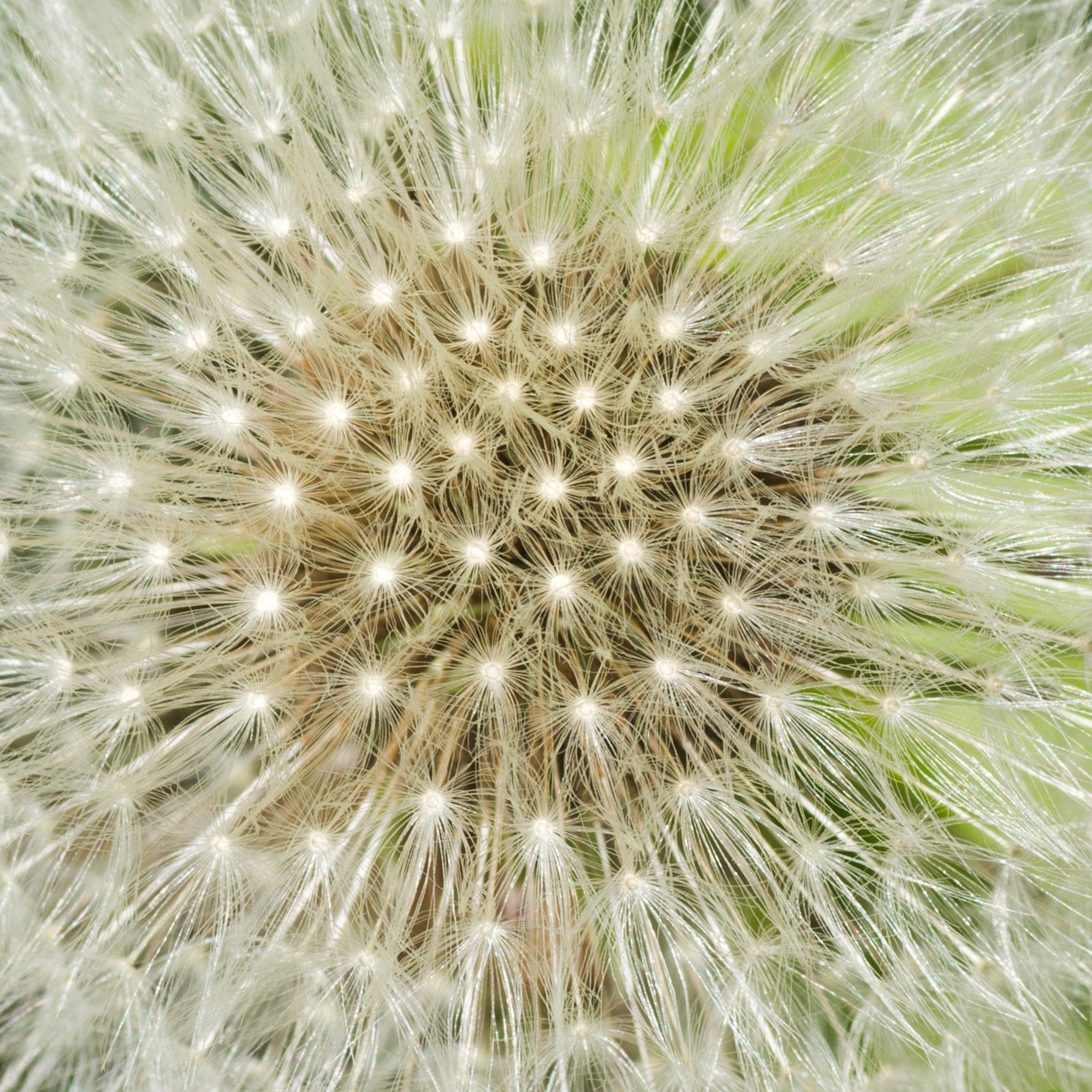 Maskrosboll Anton Smeets