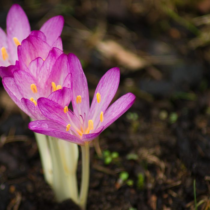 Höstkrokus Anton Smeets