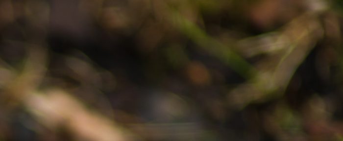 Höstkrokus Anton Smeets