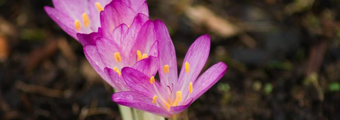 Höstkrokus Anton Smeets