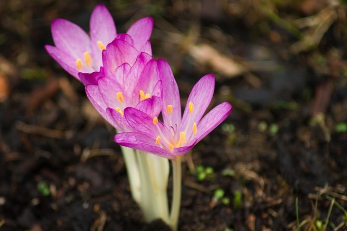 Höstkrokus Anton Smeets
