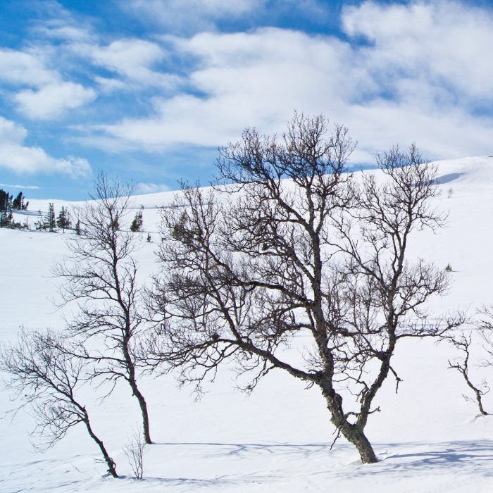 Fjäll-landskap Anton Smeets