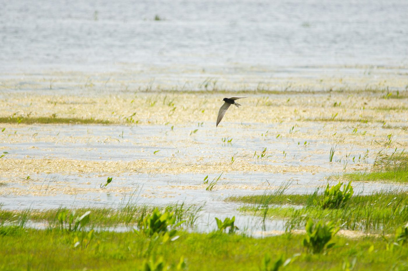 Svarttärna Anton Smeets