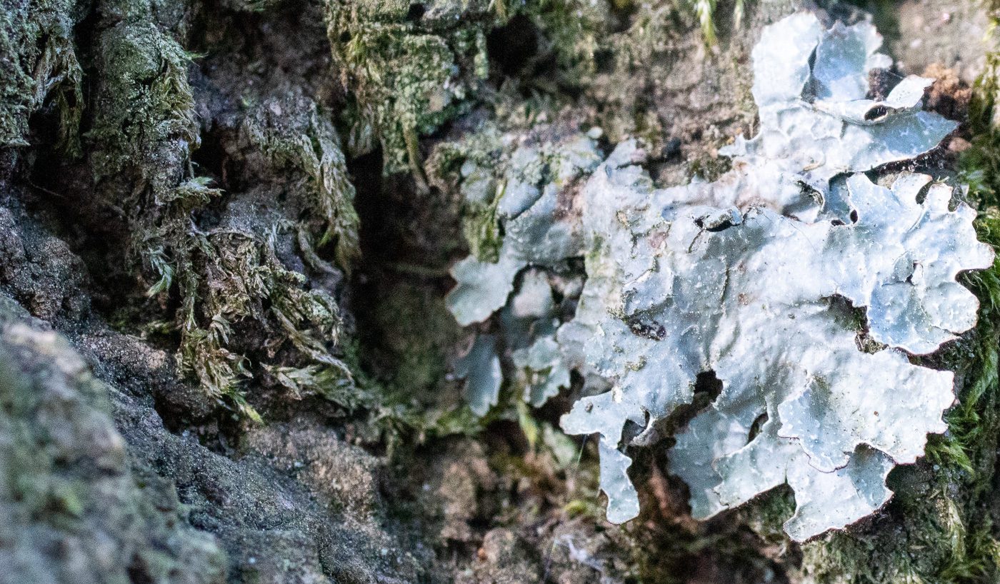 Skrynkellav Anton Smeets