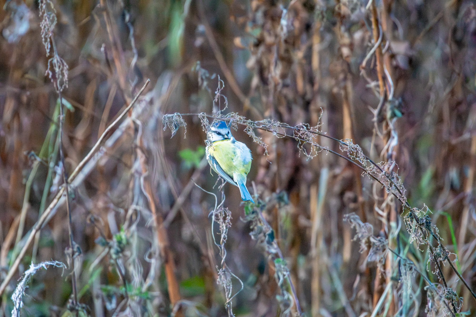 Blåmes Anton Smeets