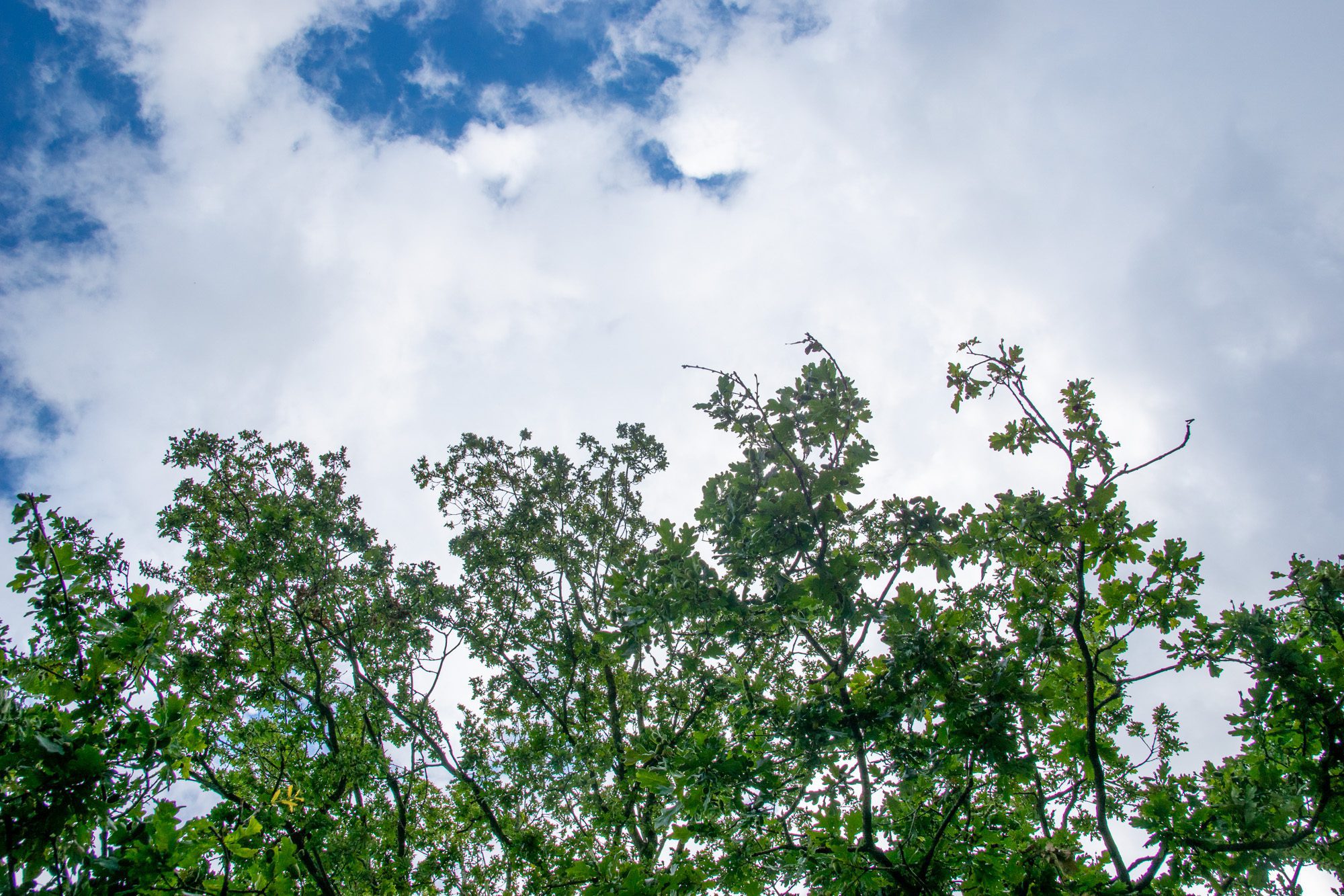 Ektoppar Anton Smeets