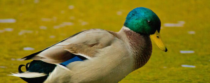 Gräsand Anton Smeets