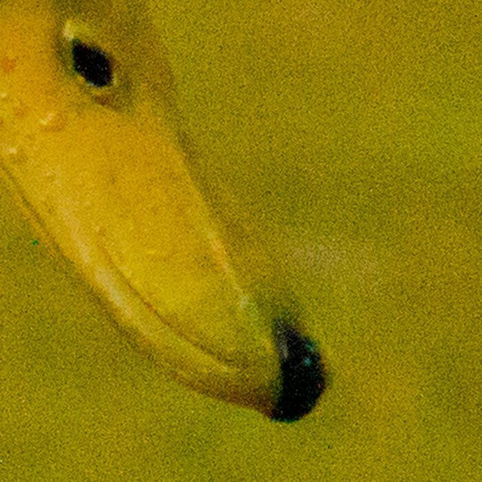 Gräsand Anton Smeets