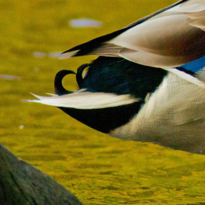 Gräsand Anton Smeets