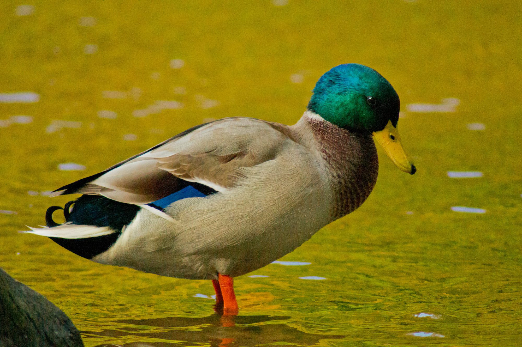 Gräsand Anton Smeets