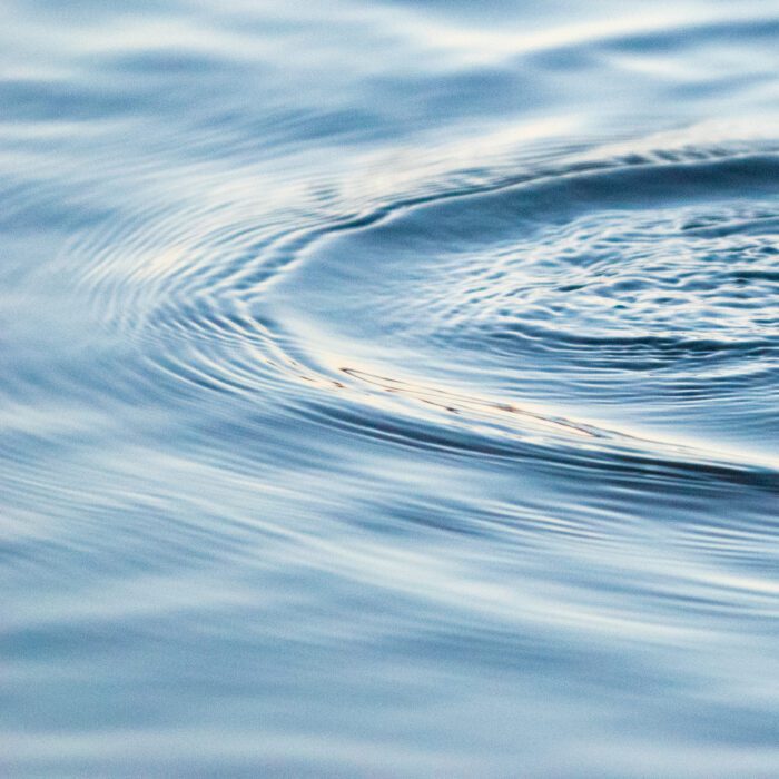 Sothöna Anton Smeets