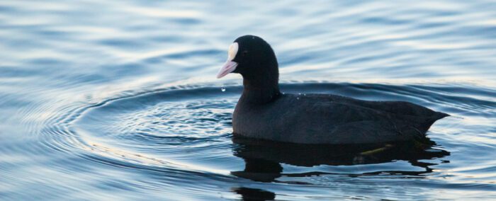 Sothöna Anton Smeets