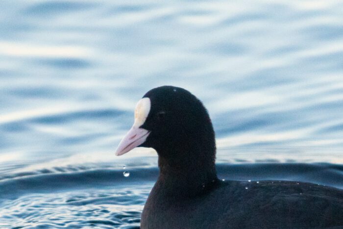 Sothöna Anton Smeets