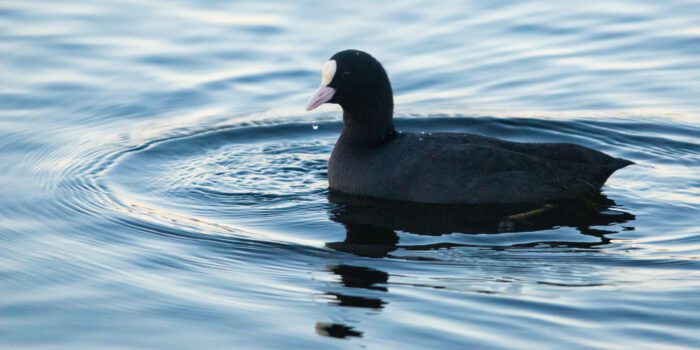 Sothöna Anton Smeets