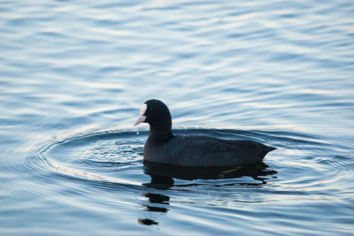 Sothöna Anton Smeets