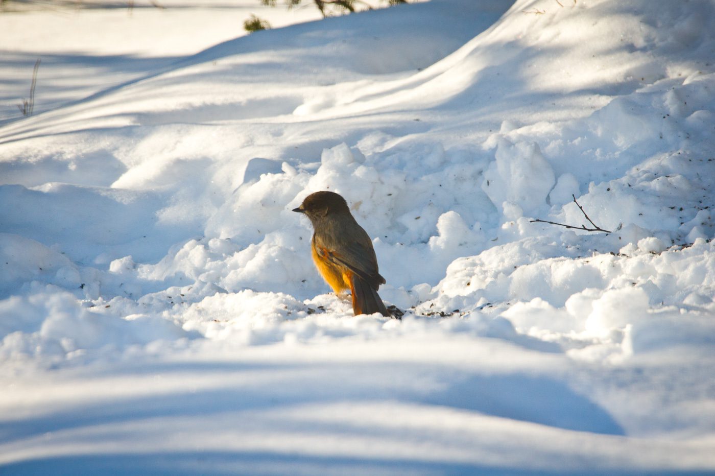 Lavskrika Anton Smeets