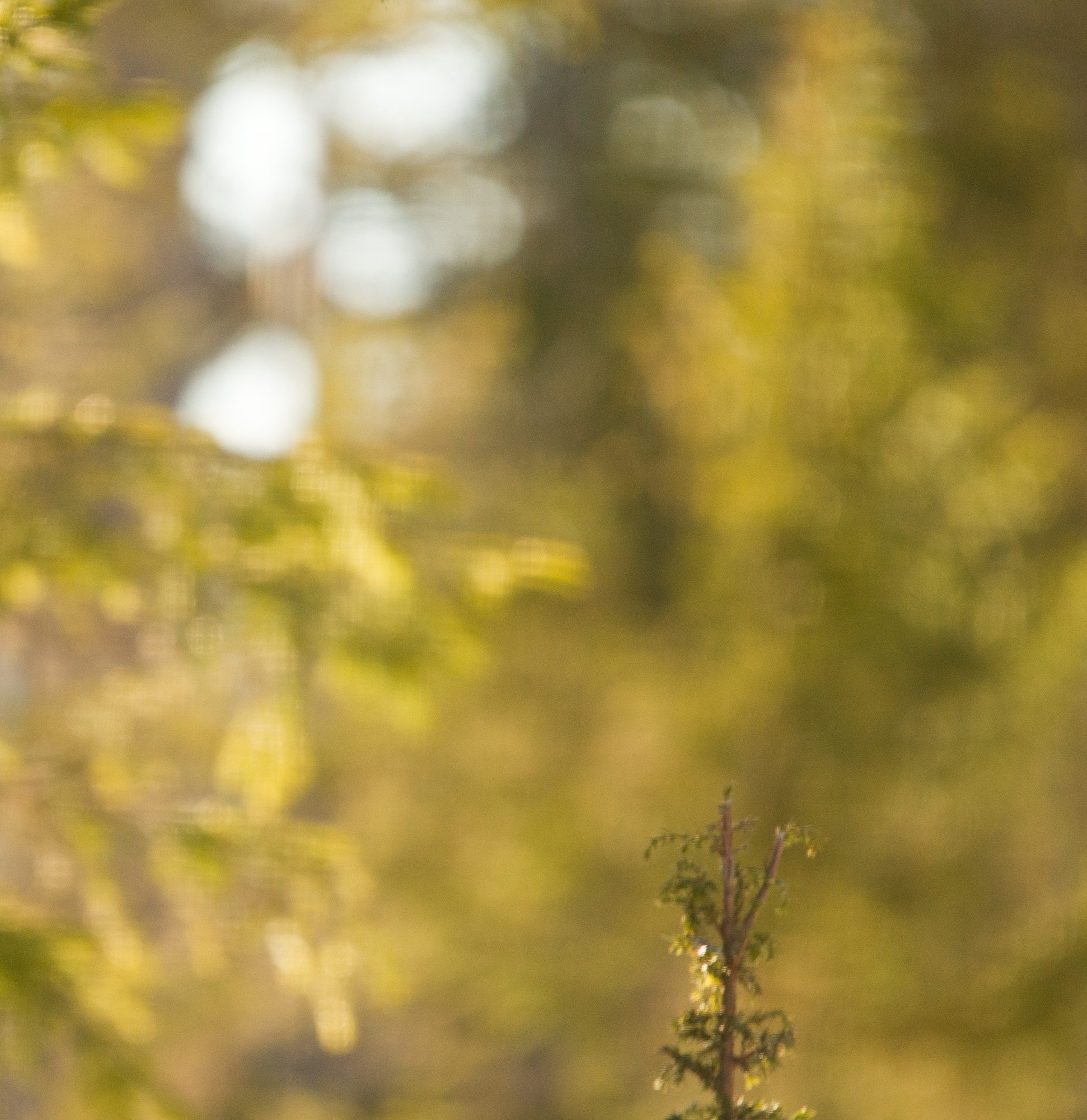 Gråspett Anton Smeets