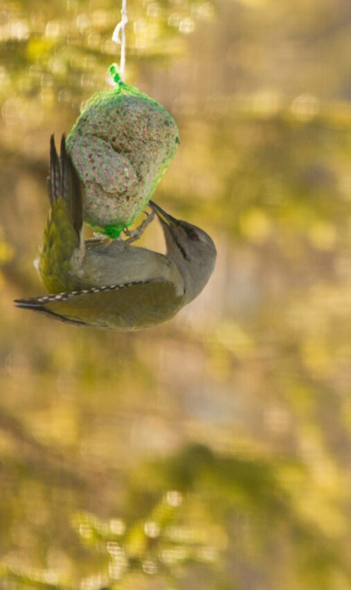 Gråspett Anton Smeets
