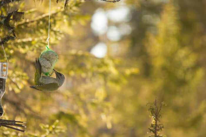 Gråspett Anton Smeets