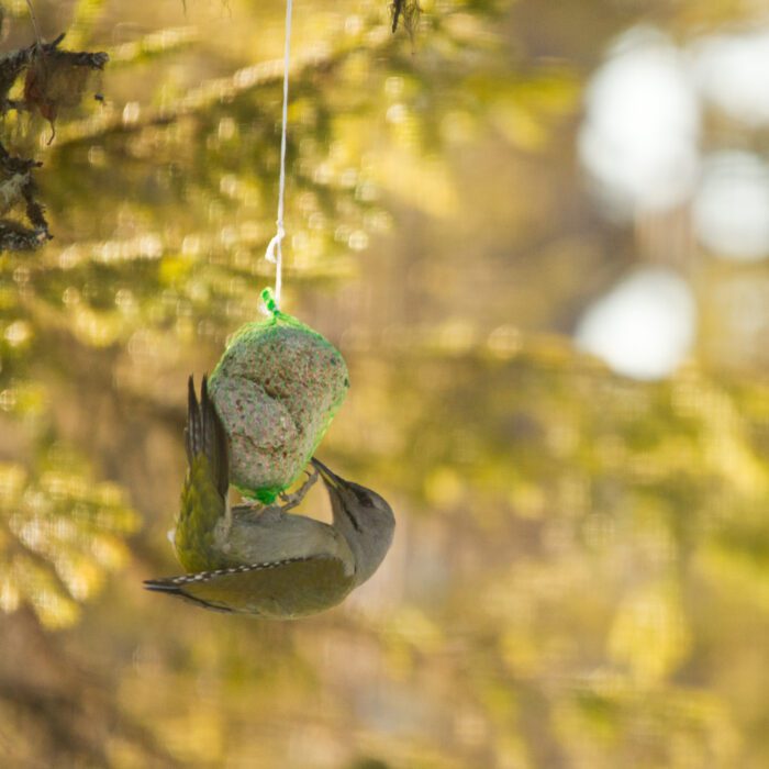 Gråspett Anton Smeets