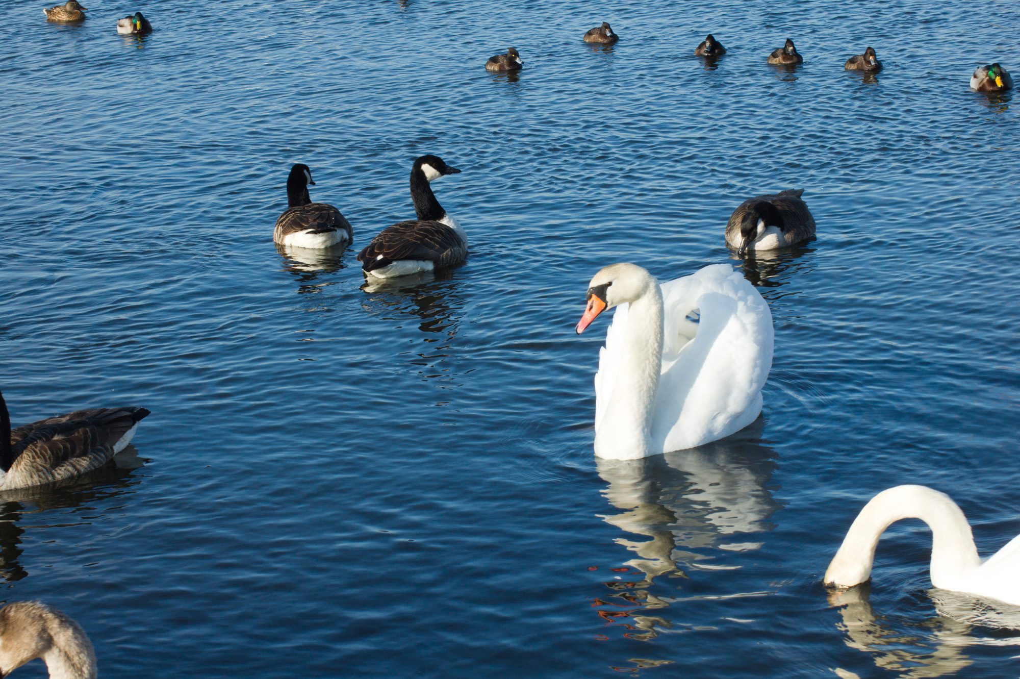 Fåglar Anton Smeets