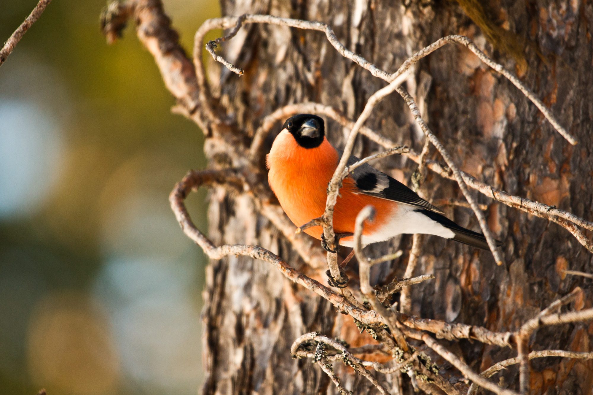 Domherre Anton Smeets