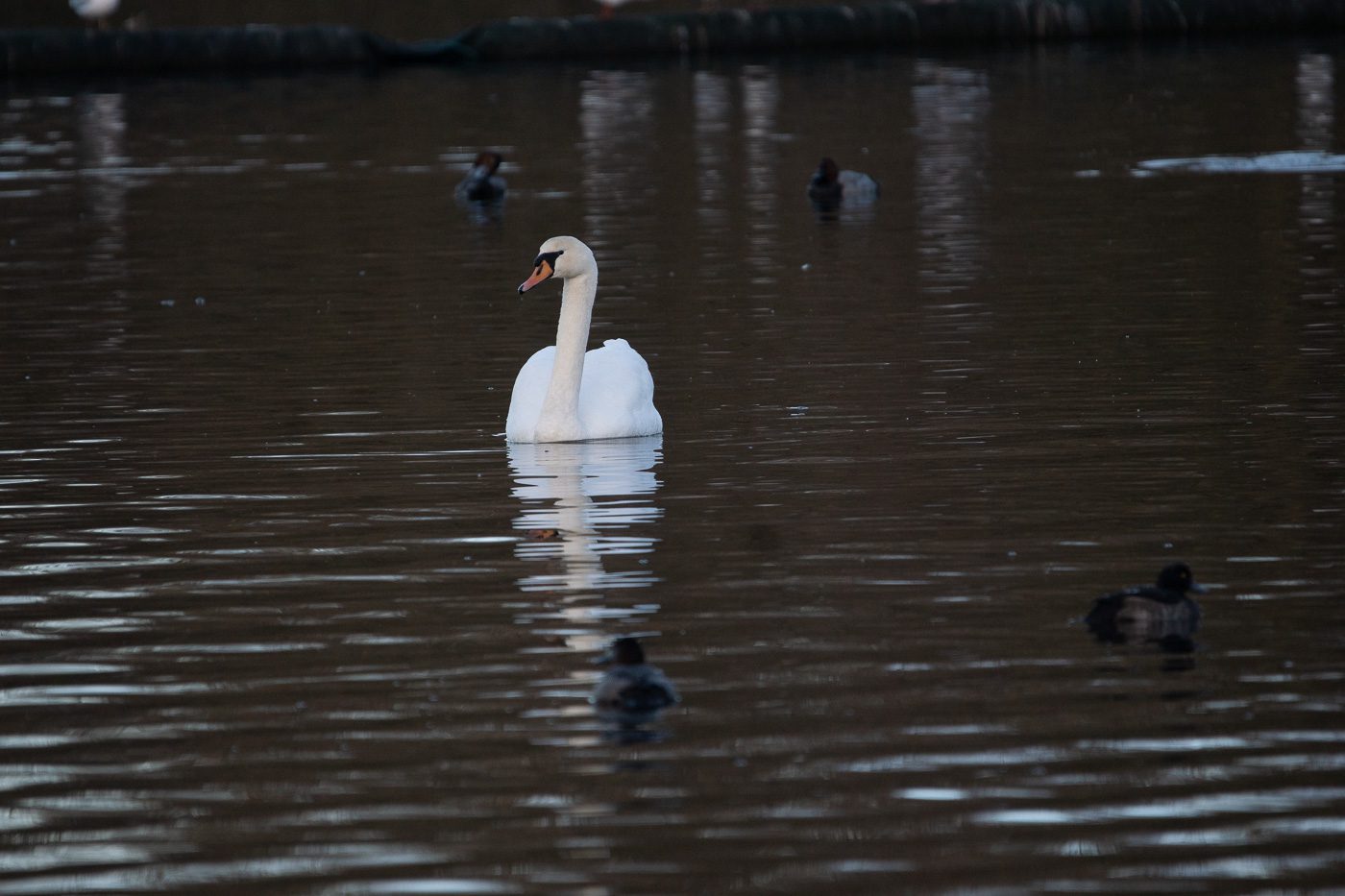Knölsvan Anton Smeets