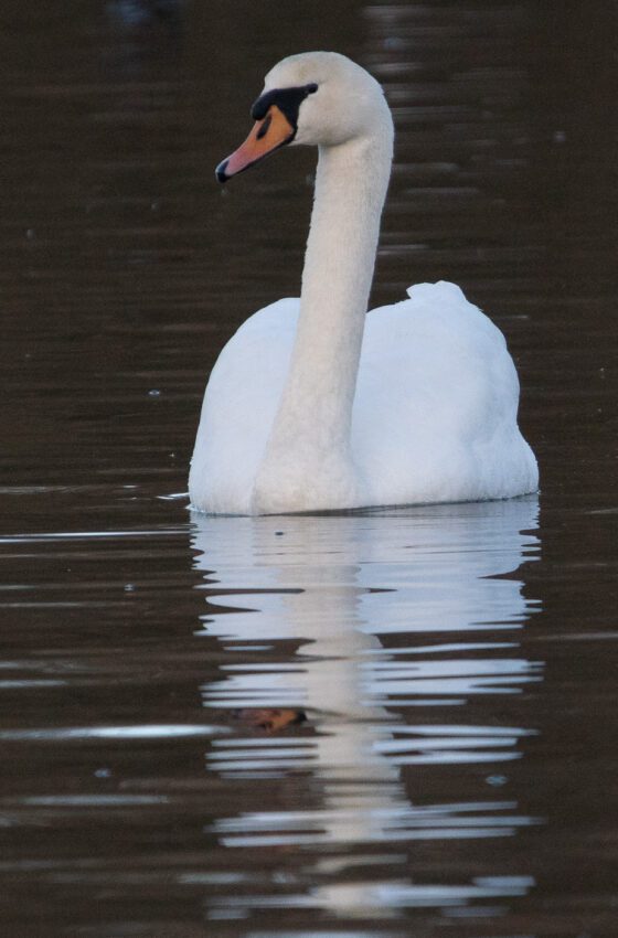 Knölsvan Anton Smeets