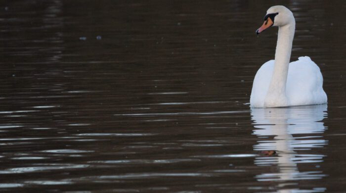 Knölsvan Anton Smeets